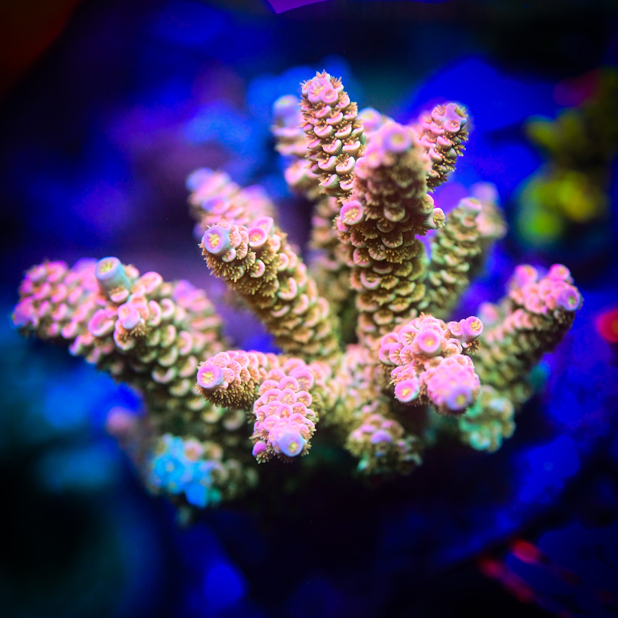 RC Pure Imagination Acropora