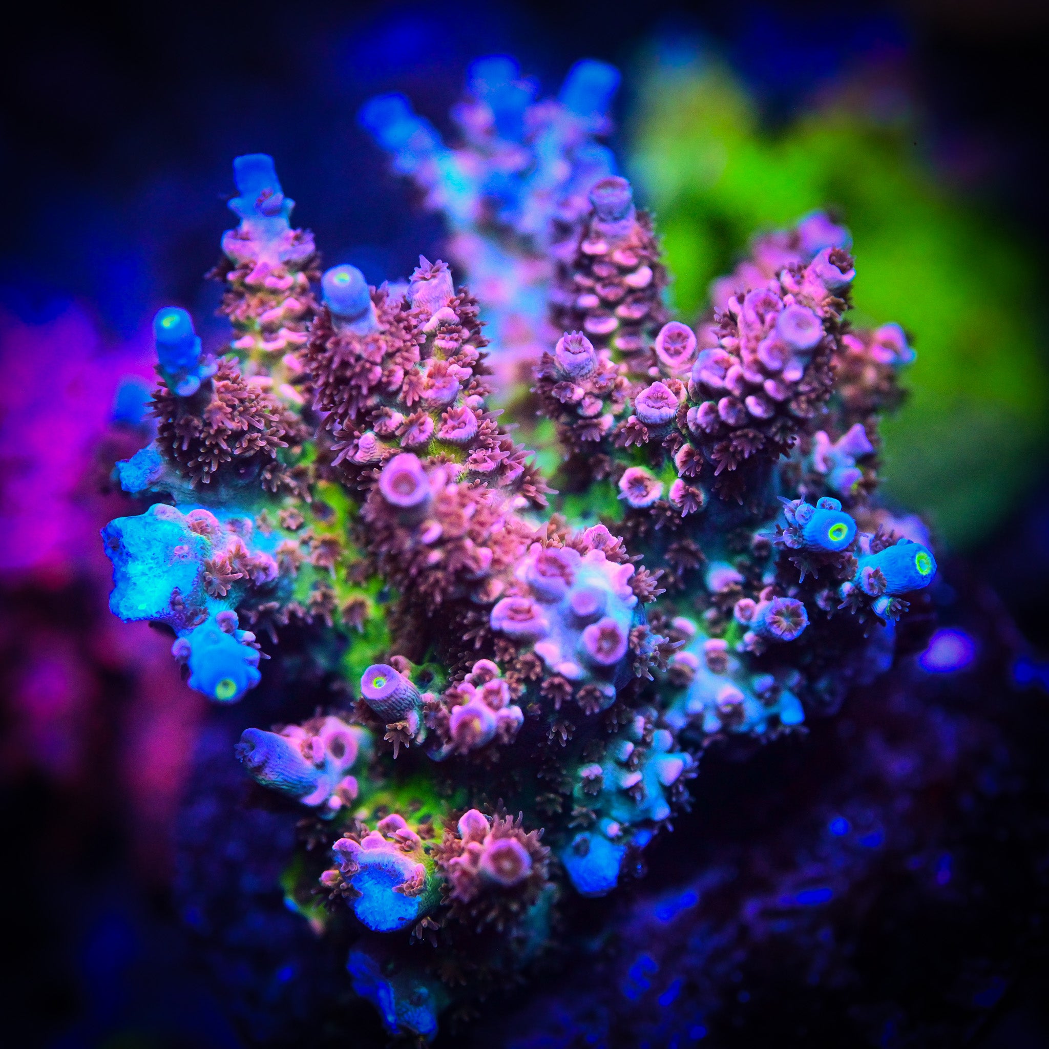 RC Fantasia Acropora
