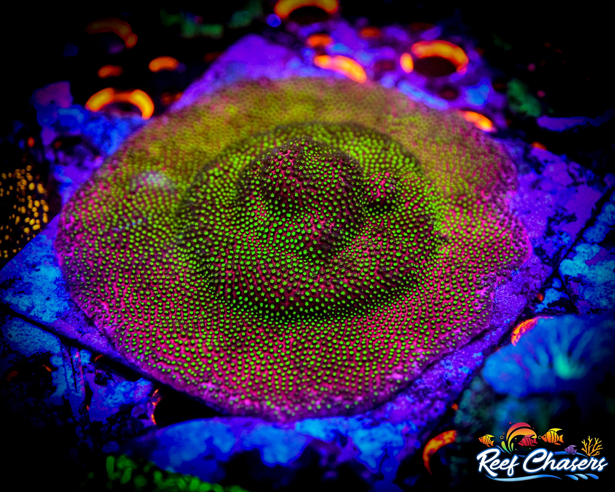 Reef Chasers | Buy Corals Online | WWC Electric Daisy Stylo Frag