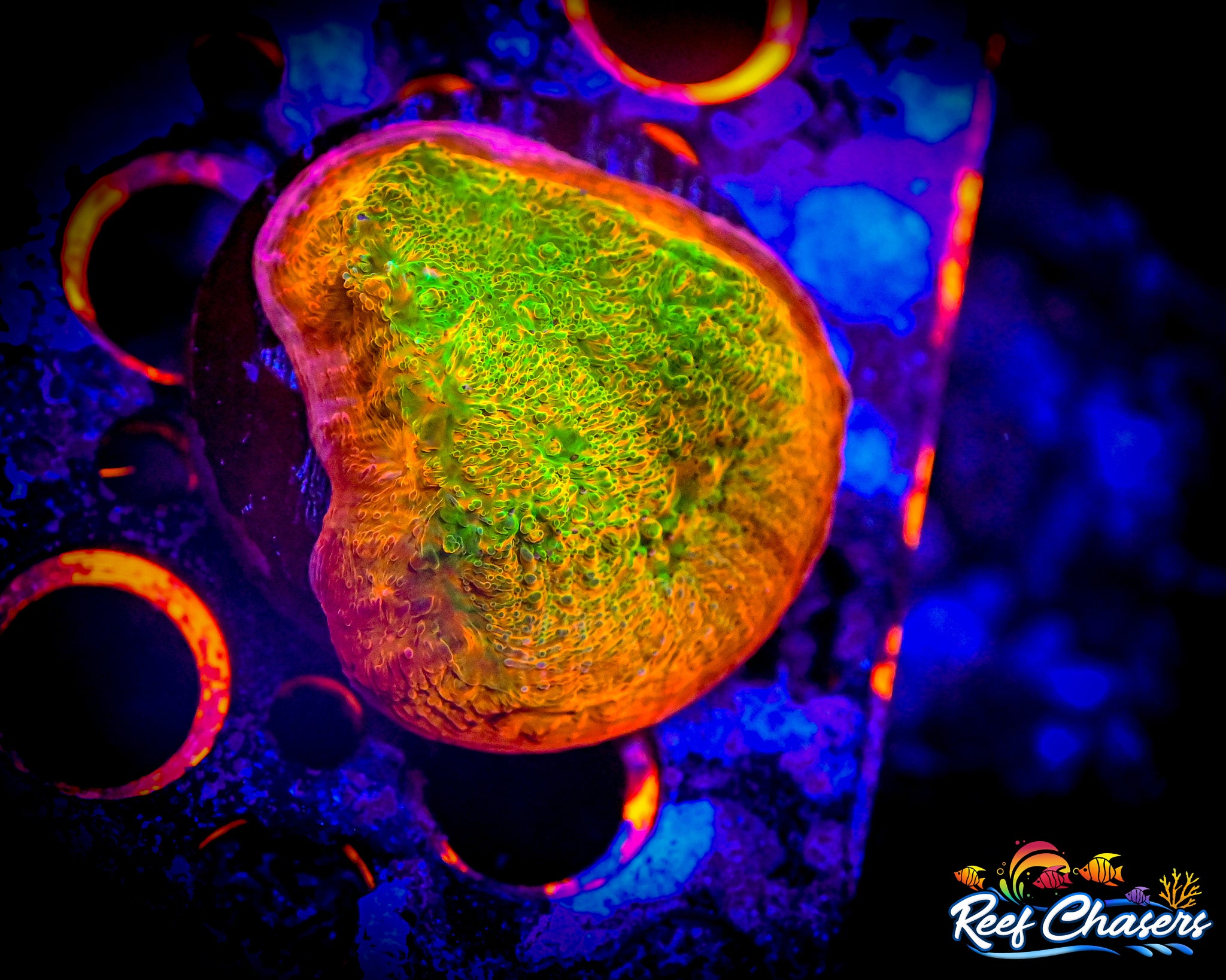 POTO Rainbow Peacock Chalice Frag