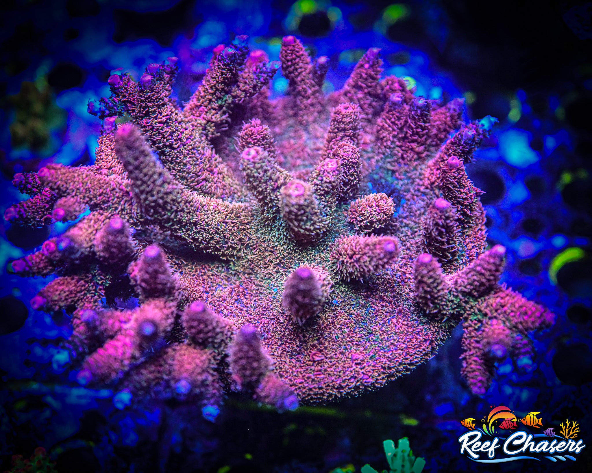 Reef Chasers | Buy Corals Online | All SPS Corals for Sale