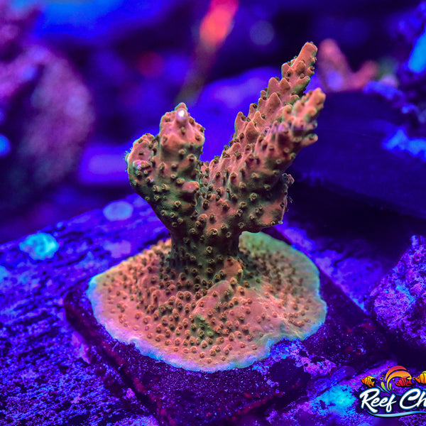 Reef Chasers | Buy Corals Online | TGC Orange Creamsicle Acropora