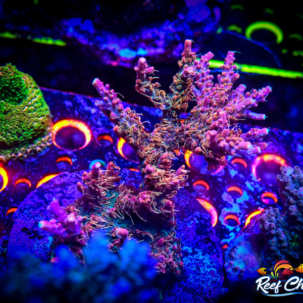 Reef Chasers | Buy Corals Online | Tyree Pinky the Bear