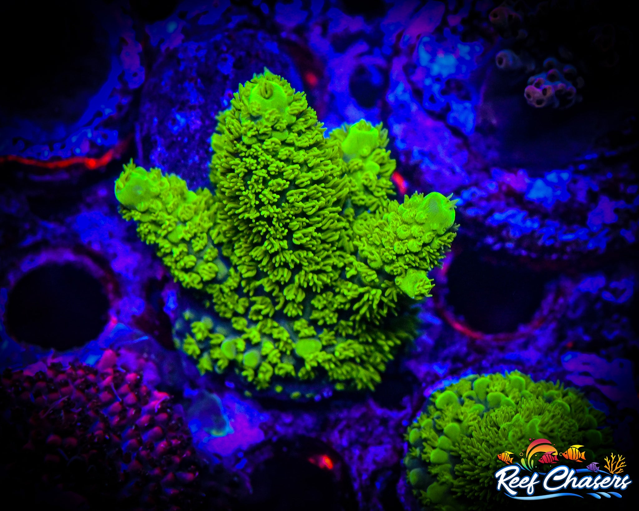 RC Humble Humilis Acropora
