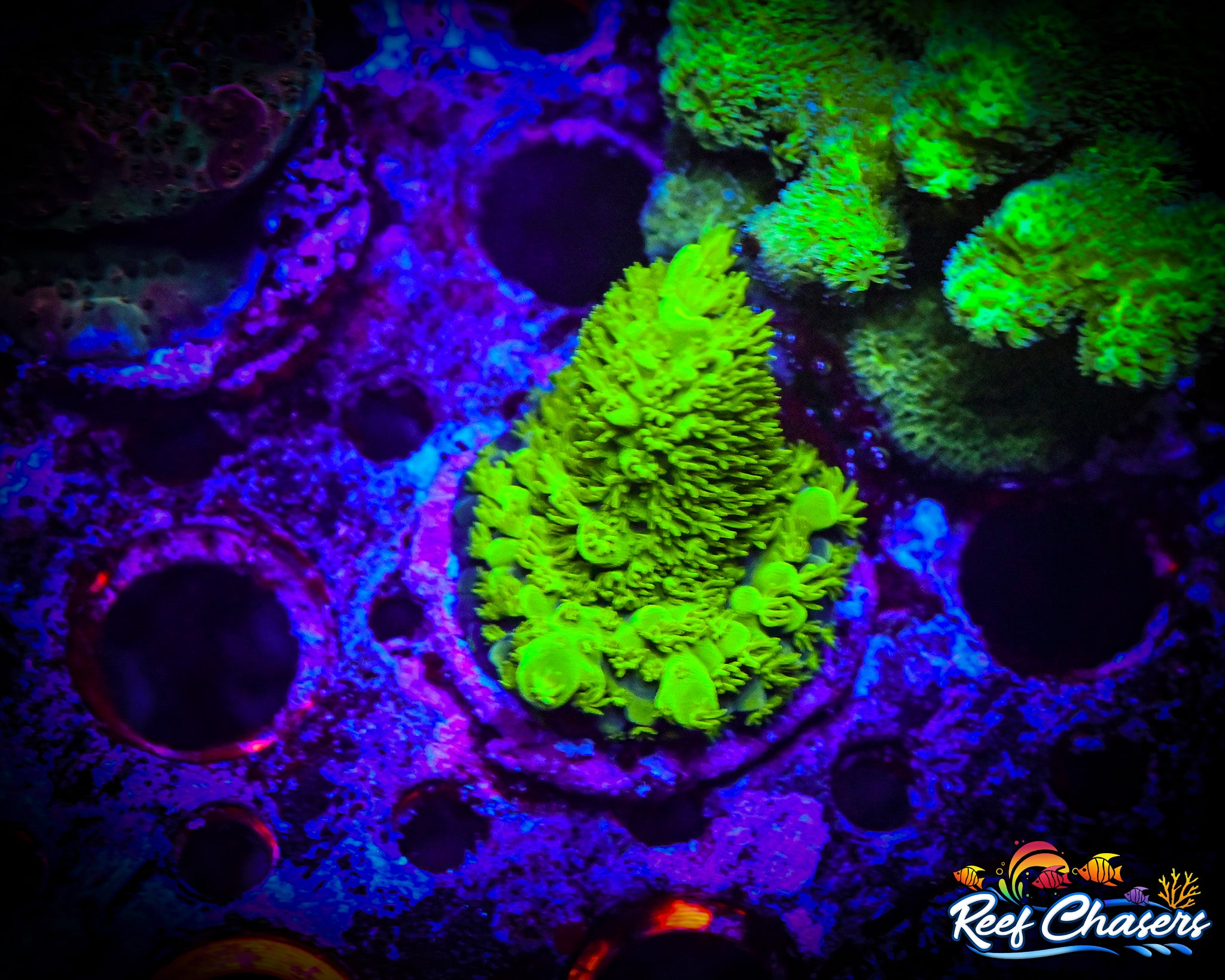 RC Humble Humilis Acropora