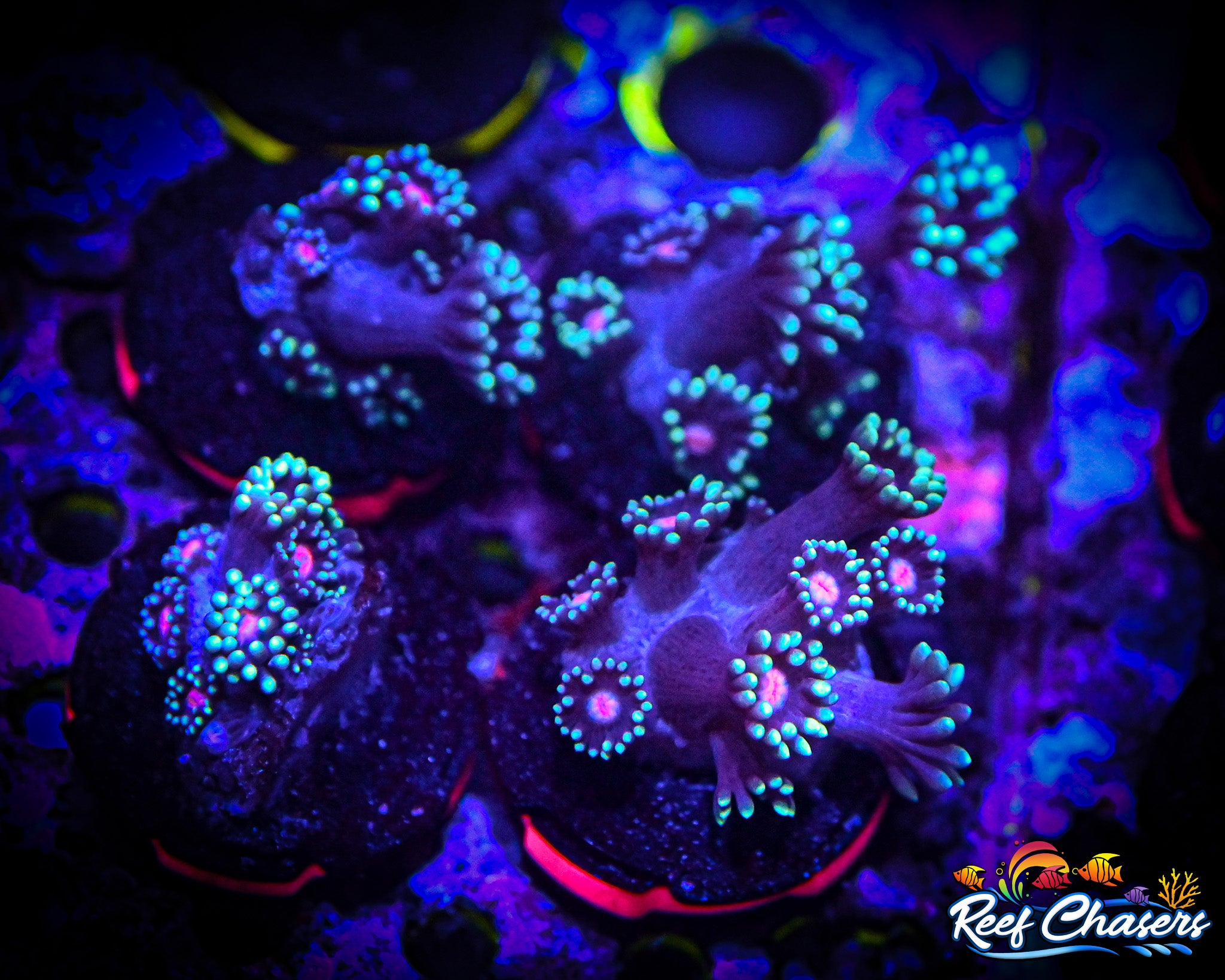 RC Pink Eyed Goniopora