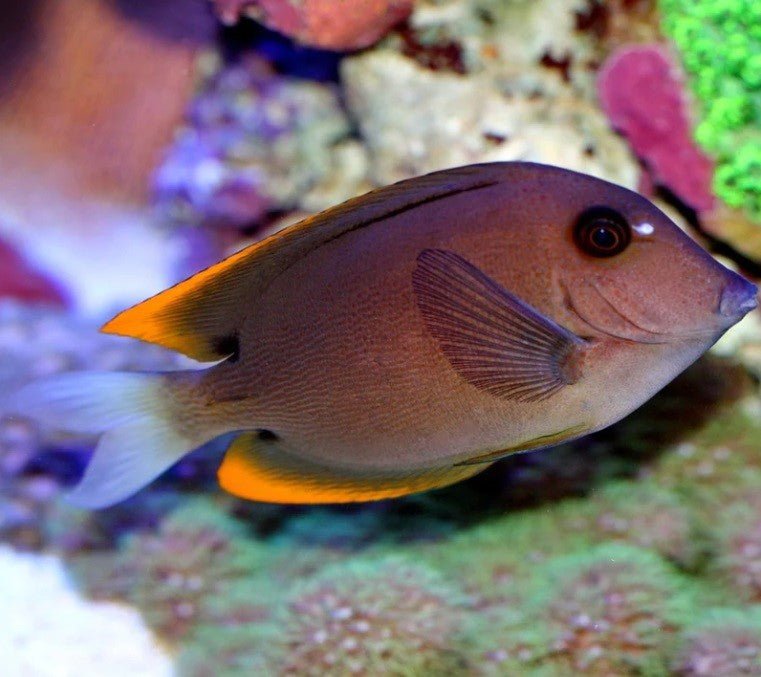 Flame Fin Tomini (Bristletooth) Tang