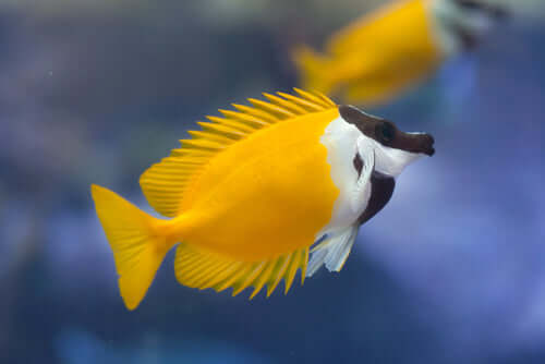 Foxface Lo Rabbitfish (Quarantined)