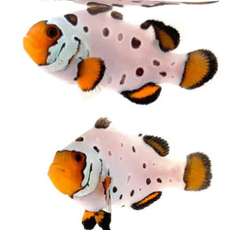 SA Frozen Frostbite Bonded Pair