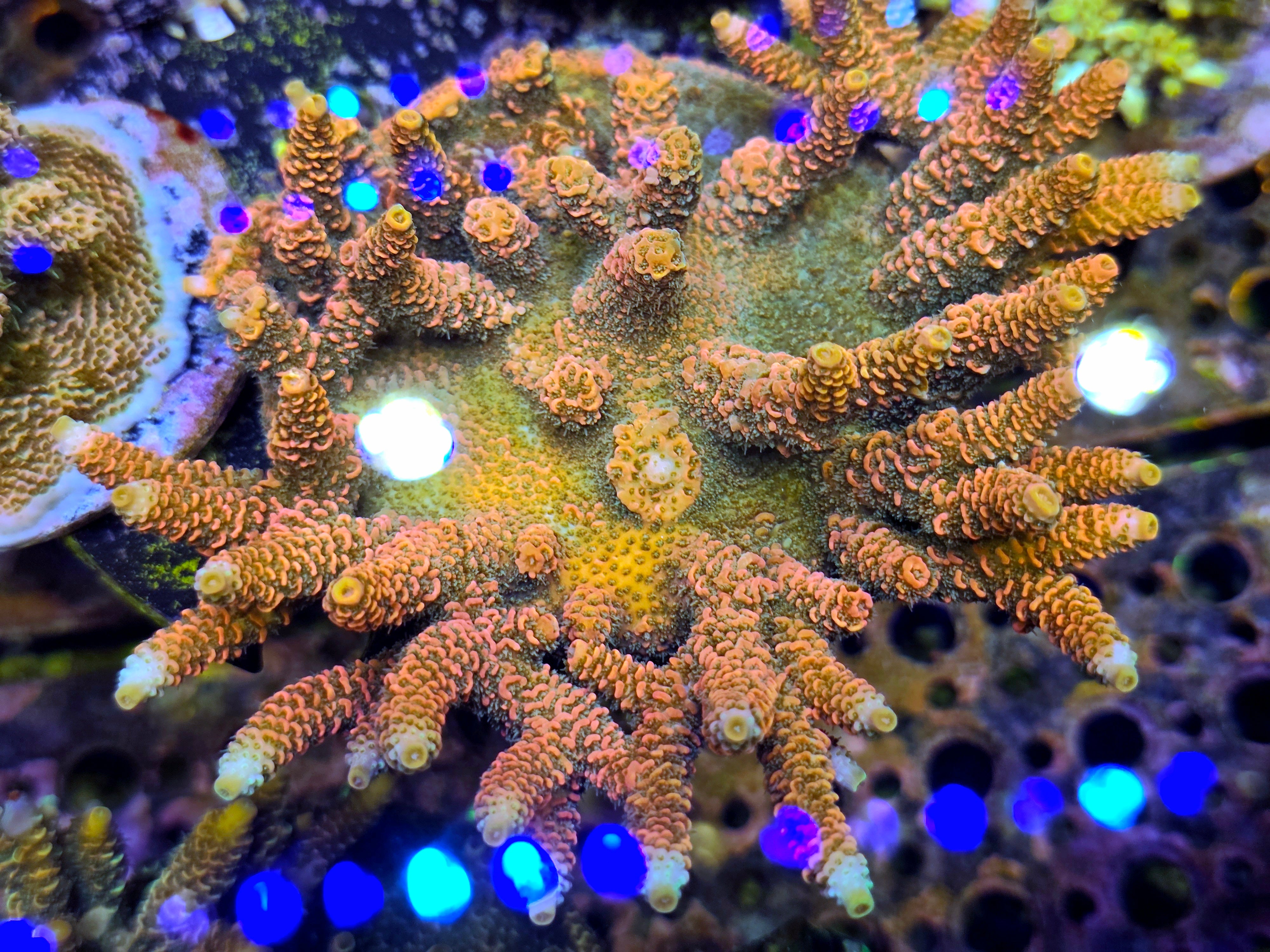 RC Furiosa Acropora Frag