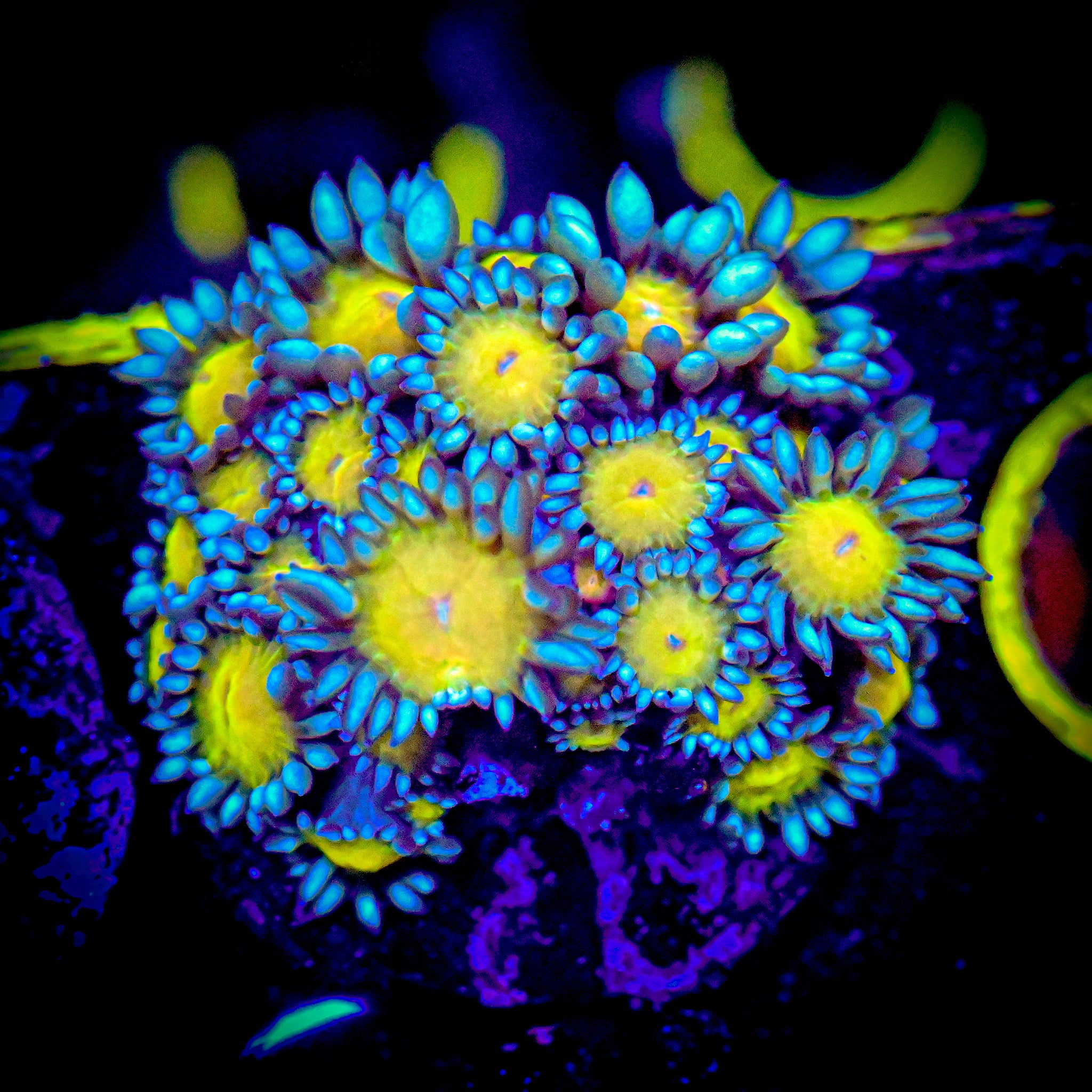 RC Golden Eye Goniopora