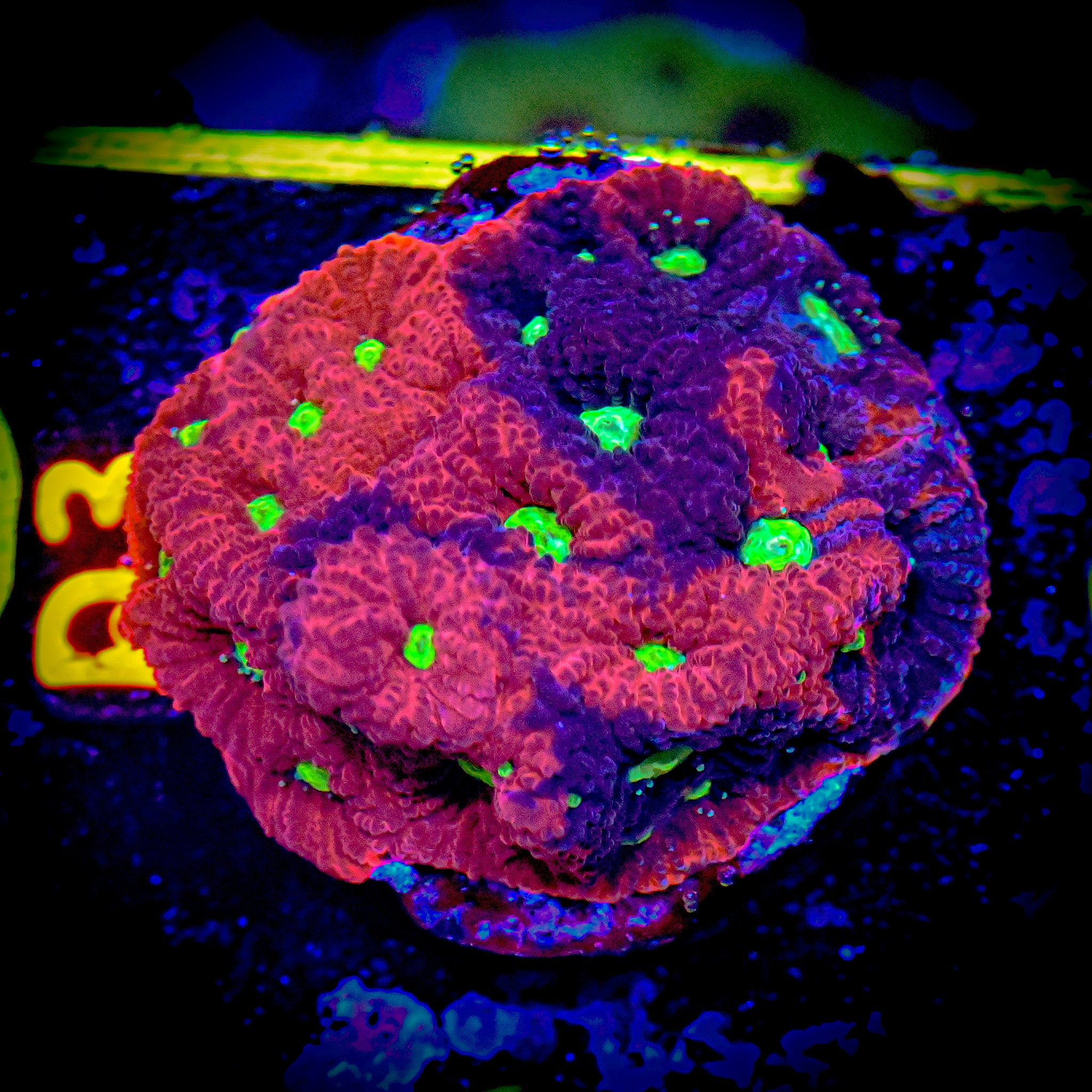 RC Grafted War Coral