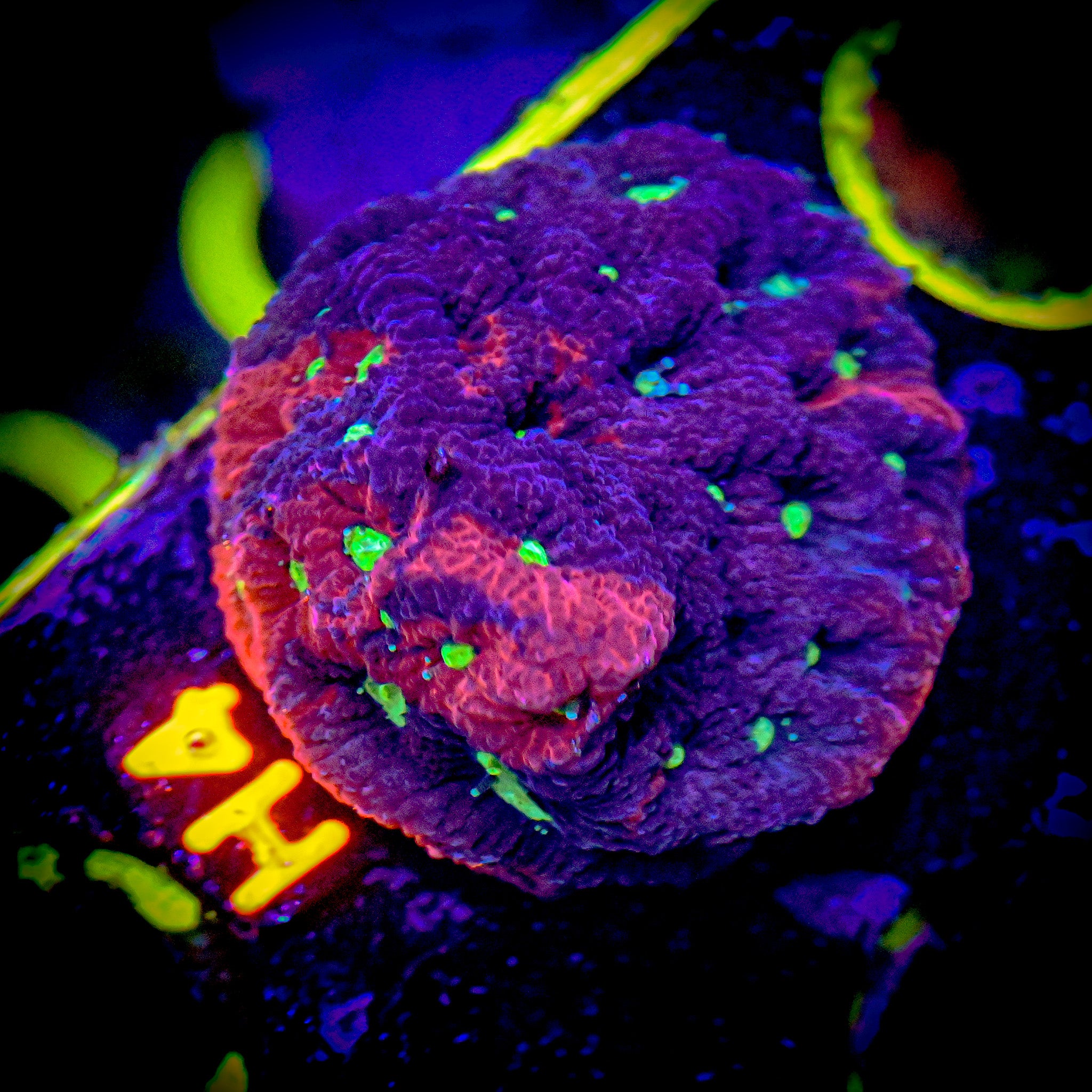 RC Grafted War Coral
