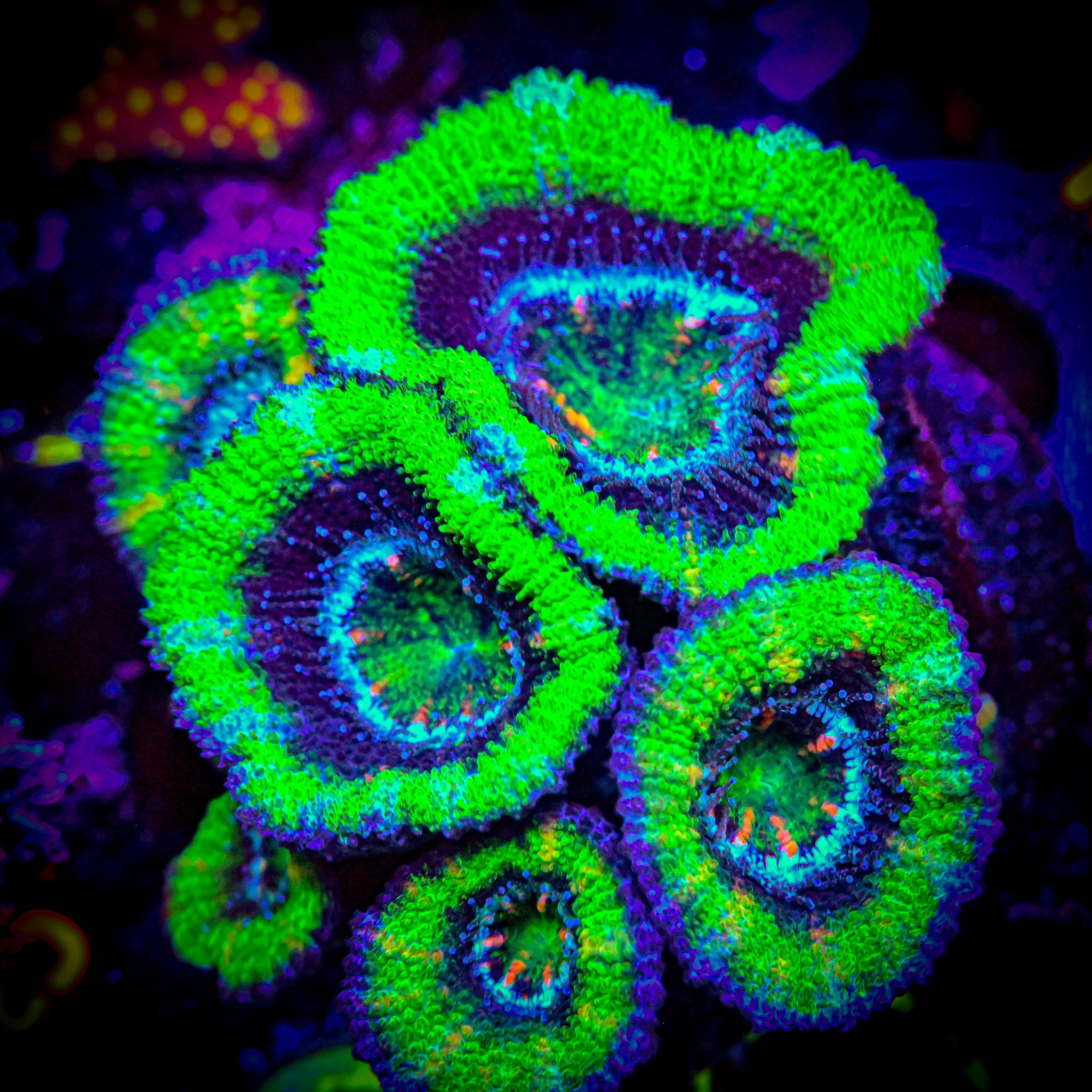 RC UFO Micromussa XL