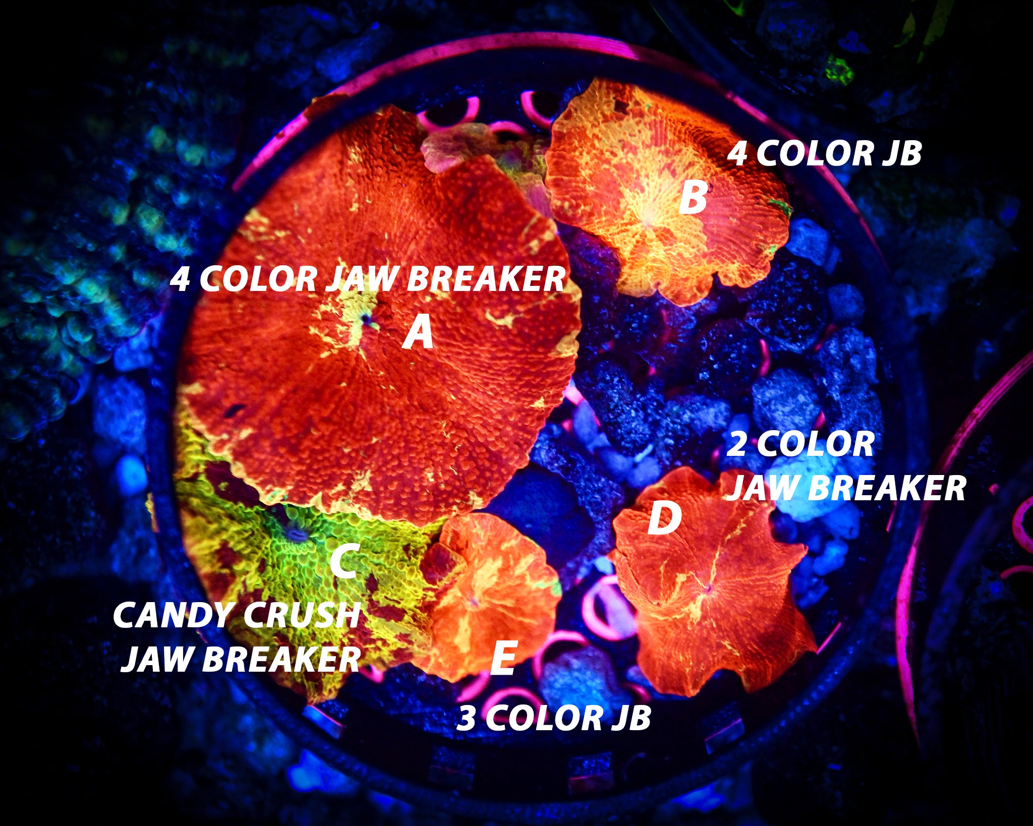 High End Jaw Breakers