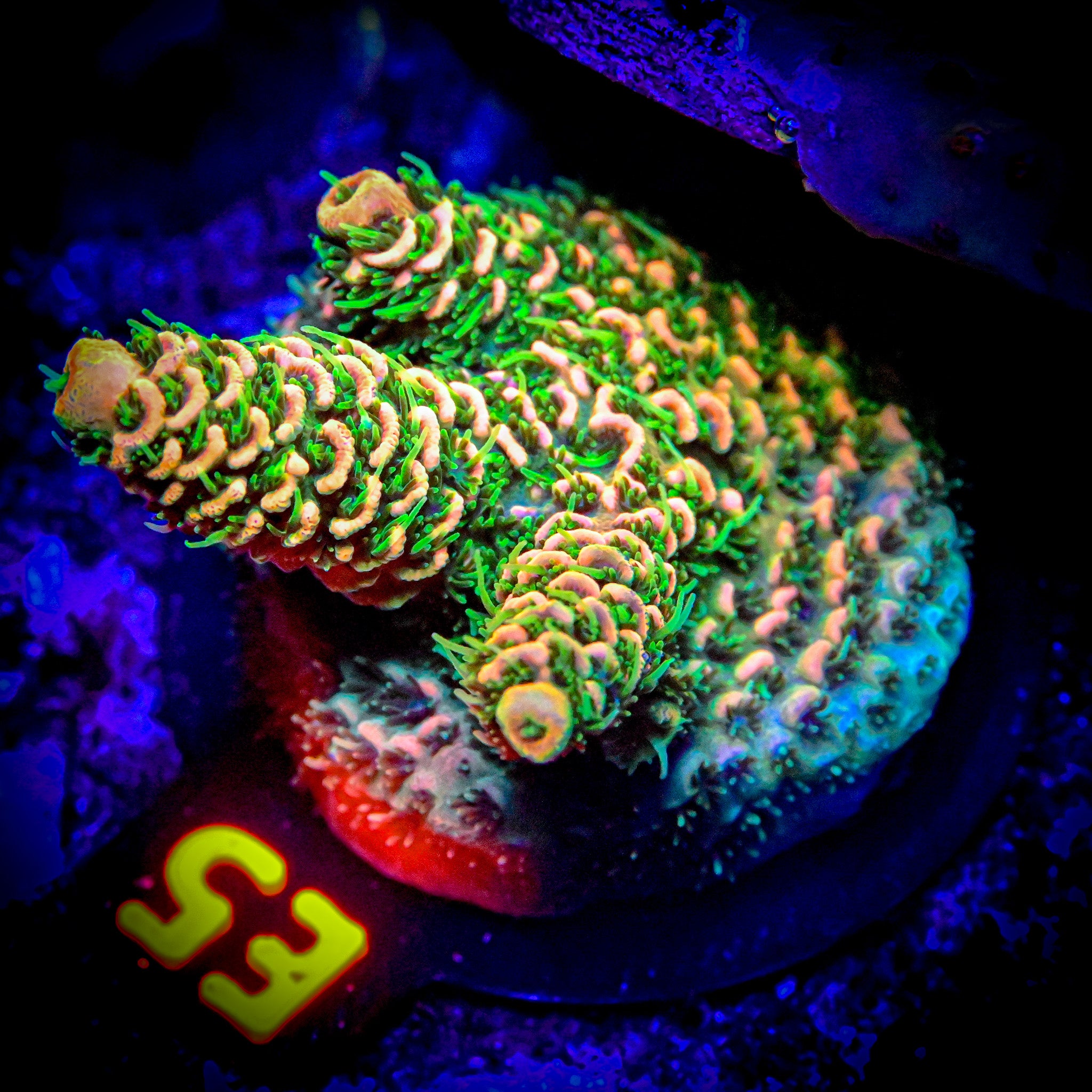 RC Jungle Juice Acropora