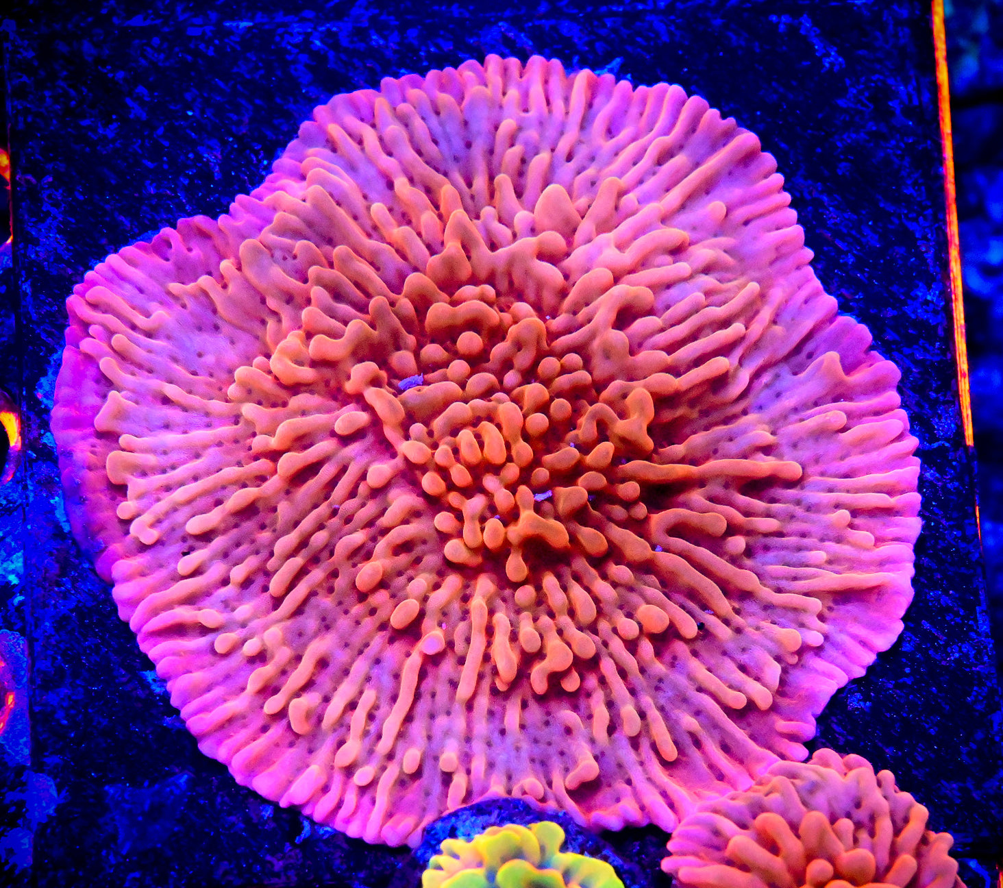 RC Pink Passion Montipora Palawanensis