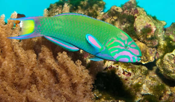 Lunare Wrasse (Quarantined)