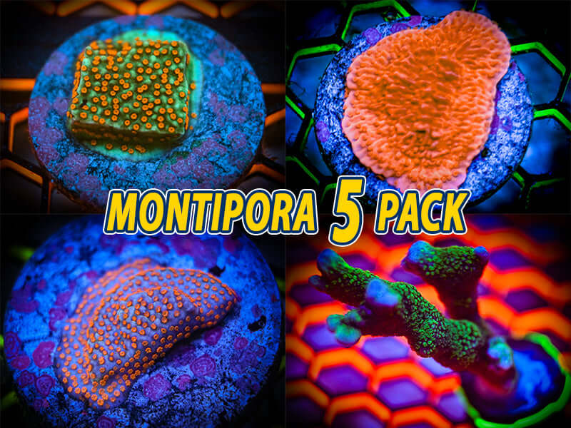 Montipora Coral FIVE Pack