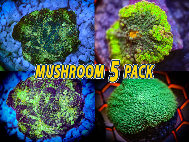 Mushroom Coral FIVE Pack