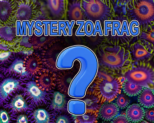 Mystery Zoanthid Frag