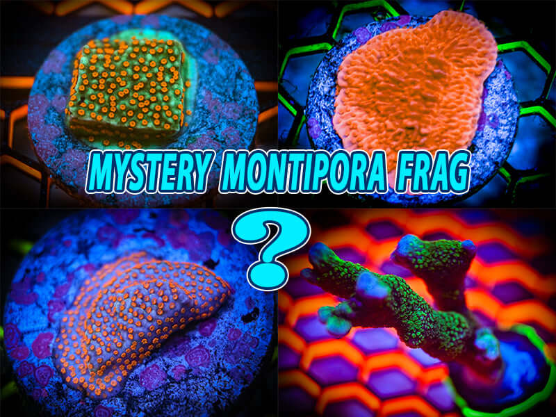 Mystery Montipora Frag