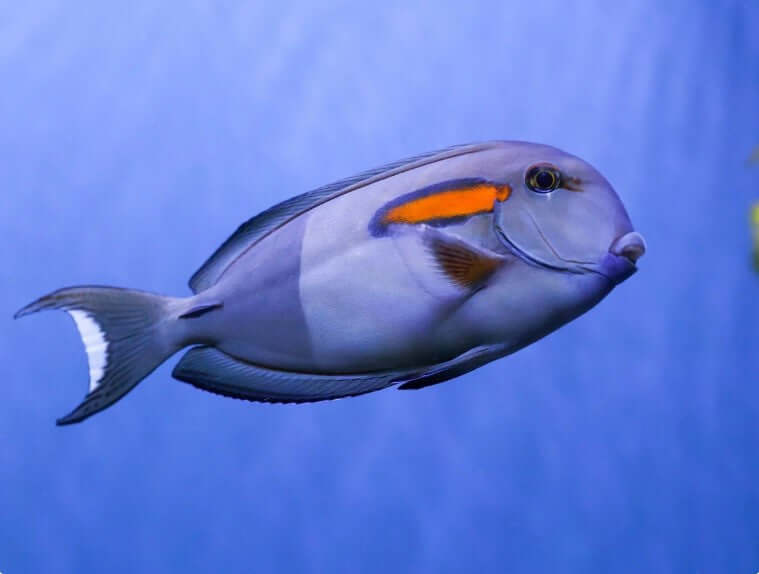 Orange Shoulder Tang