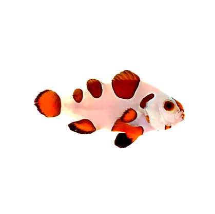 Captive Bred SA Orange Storm Bonded Pair