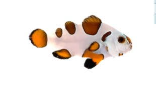 Captive-Bred Orange Storm Clownfish