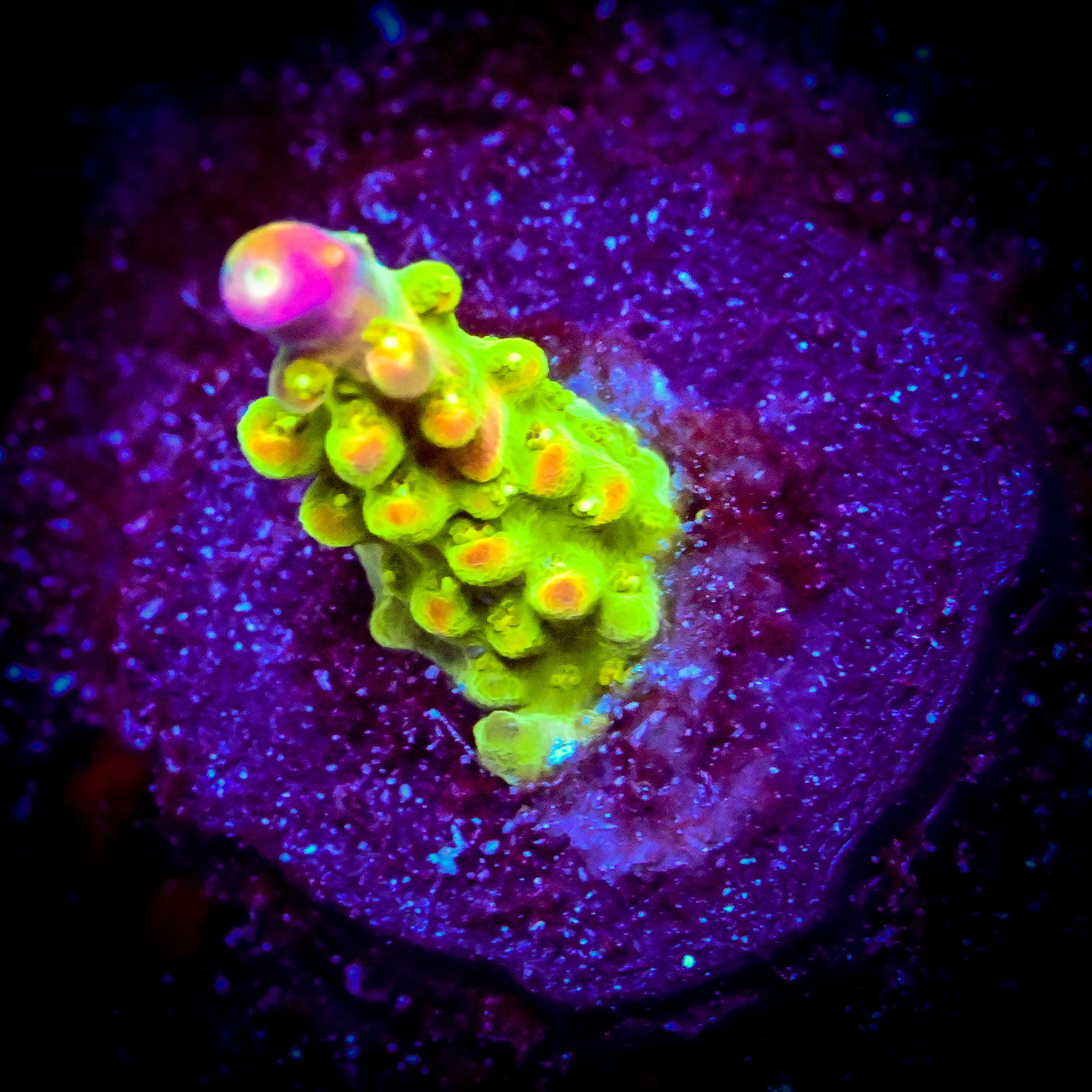 Reef Chasers | Buy Corals Online | Shop New Coral Arrivals