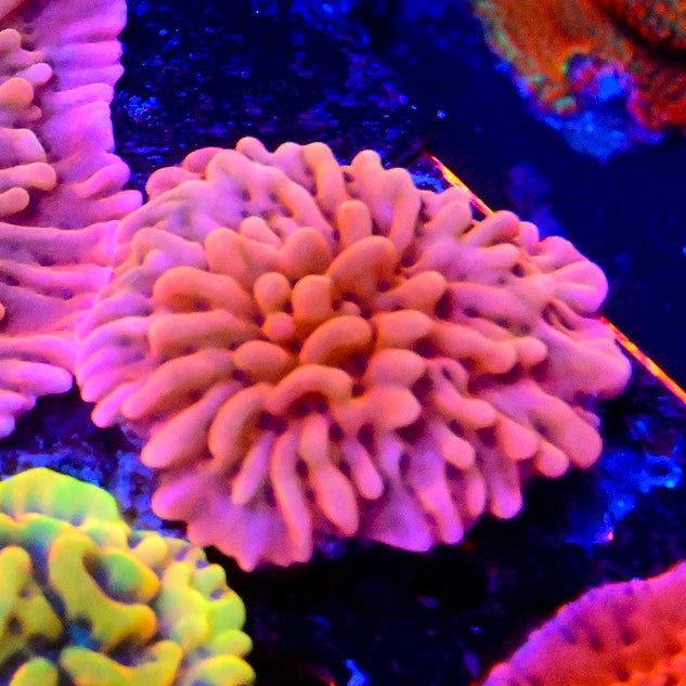 RC Pink Passion Montipora Palawanensis