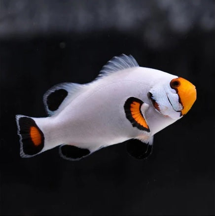 Platinum Percula Clownfish Bonded Pair (Quarantined)