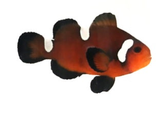 SA Chocolate Nearly Naked Clownfish Pair (Captive-Bred)