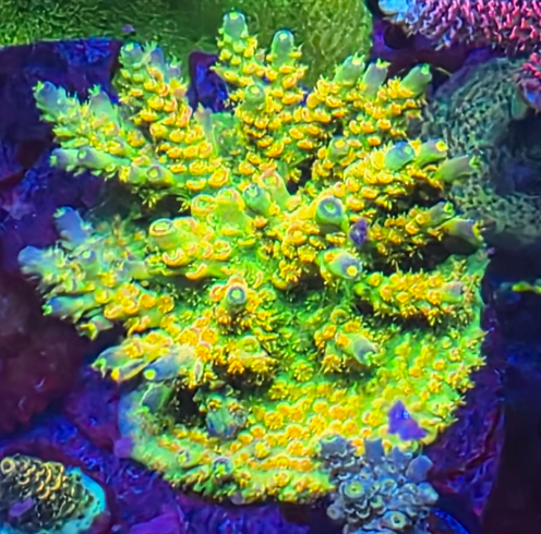 BigR Walt Disney Frag