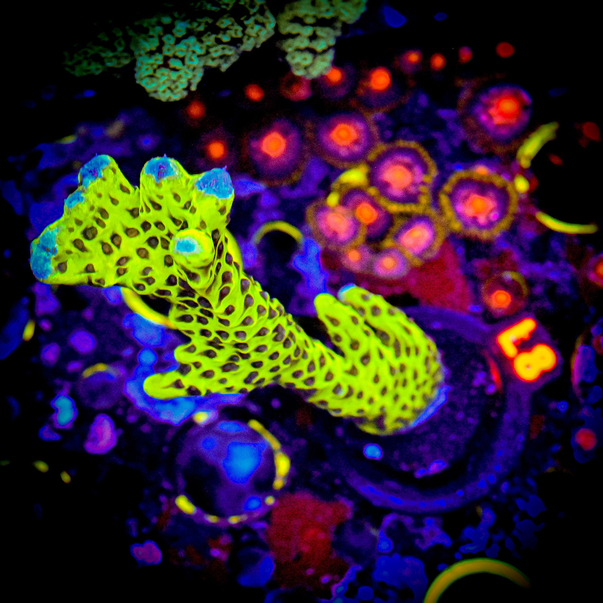 RC Highlighter Spongode Montipora