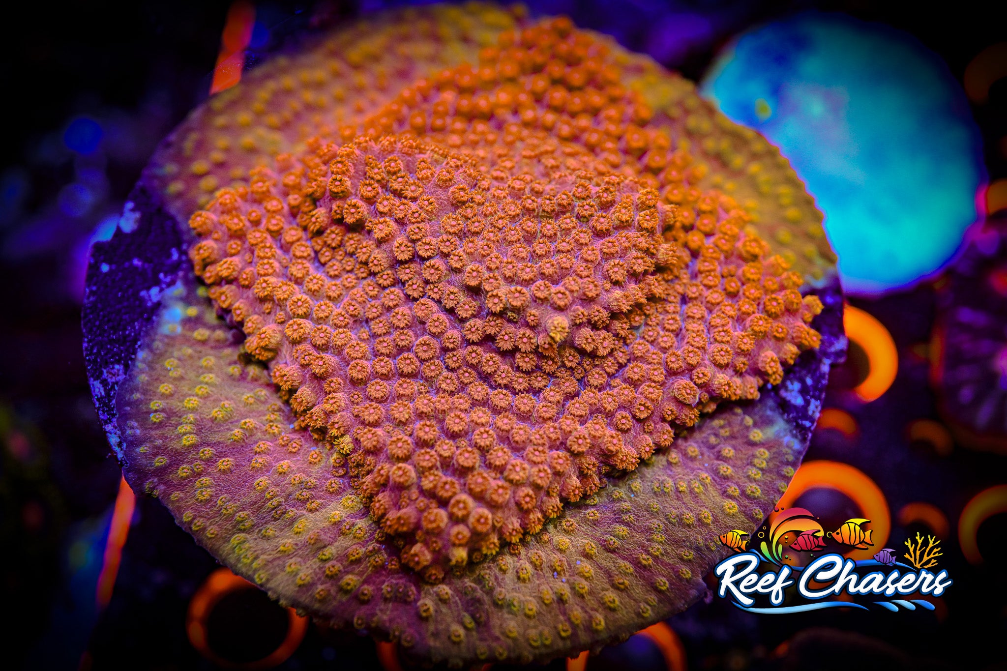RC Sun God Cyphastrea