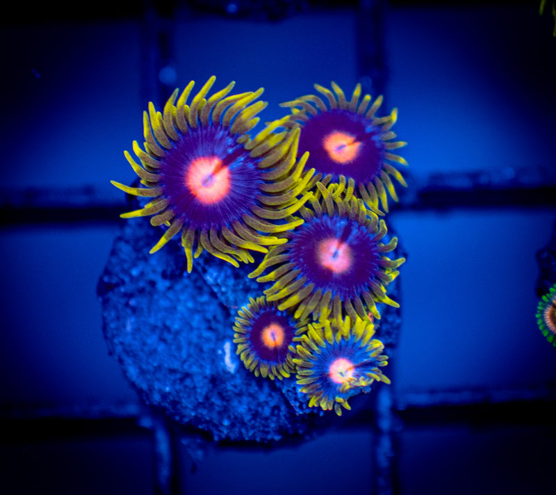 Sweet Tooth Zoanthid Frag