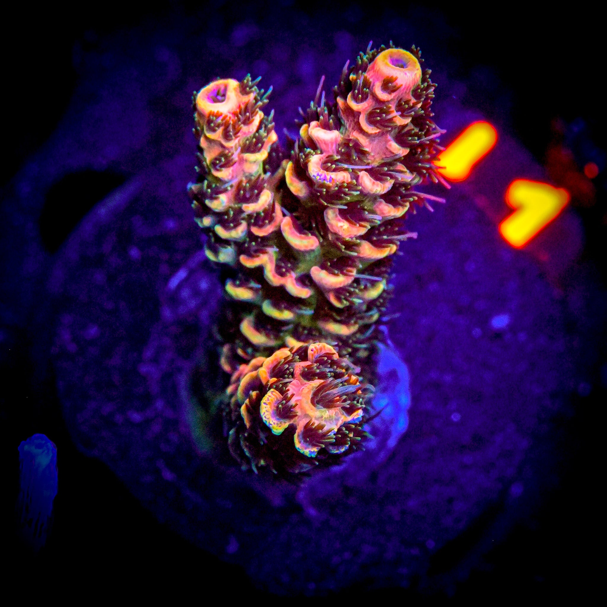 RC Uma Chroma Selago