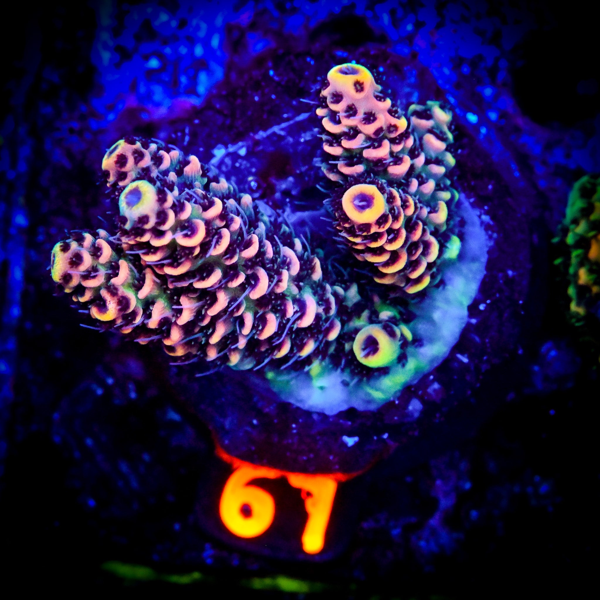 RC Uma Chroma Selago