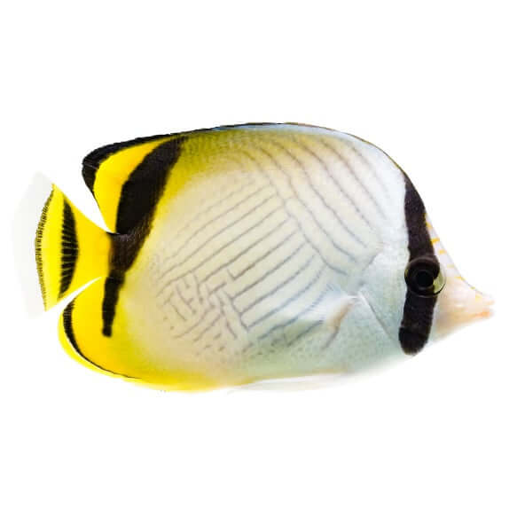 Vagabond Butterflyfish