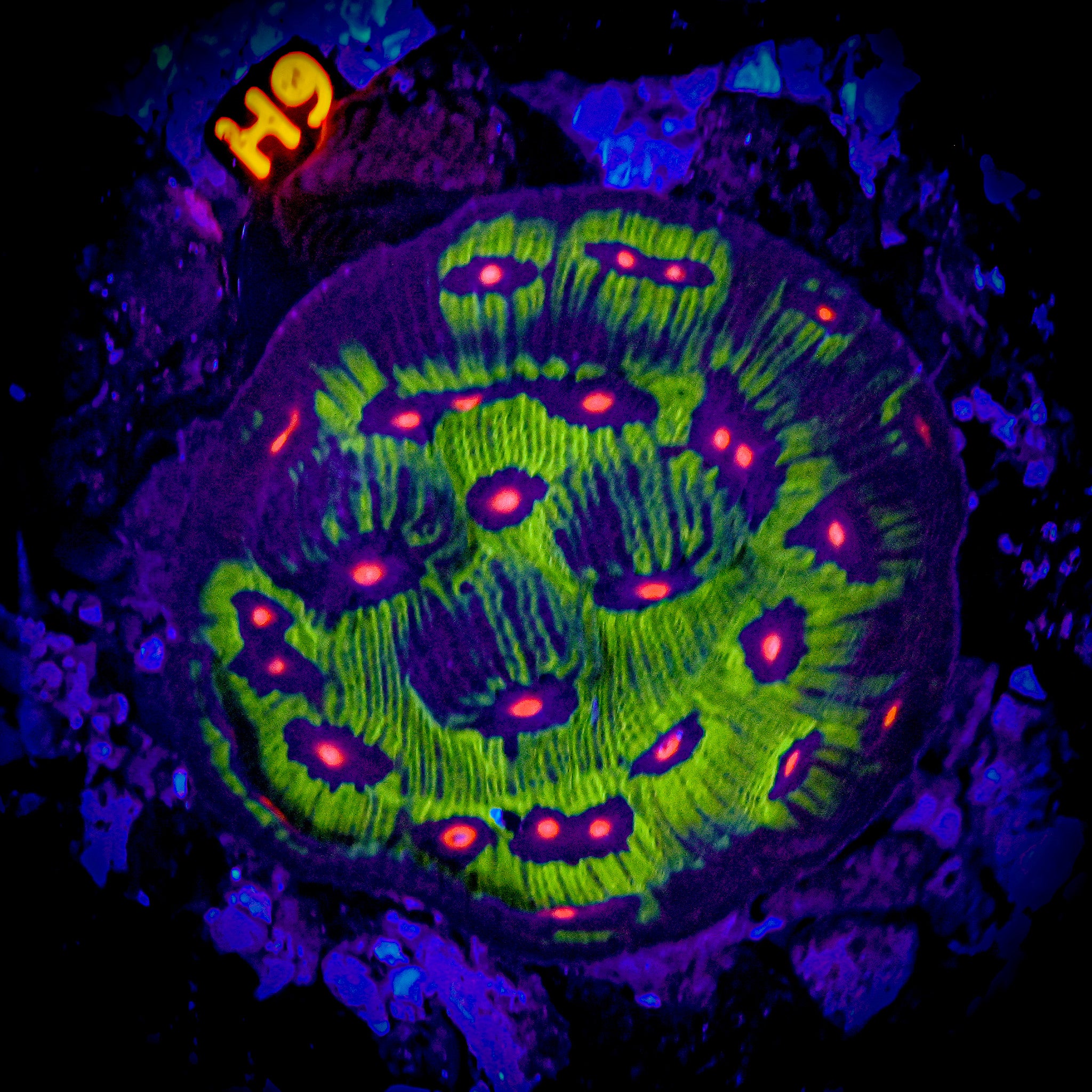 XL Avatar Chalice *ULTRA*