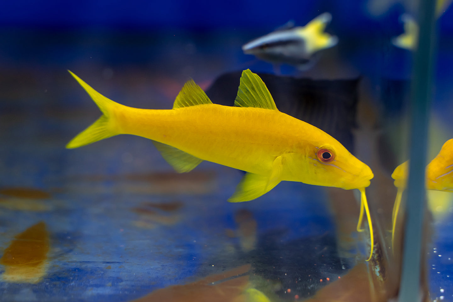 Yellow Goatfish (Med) *QUARANTINED*
