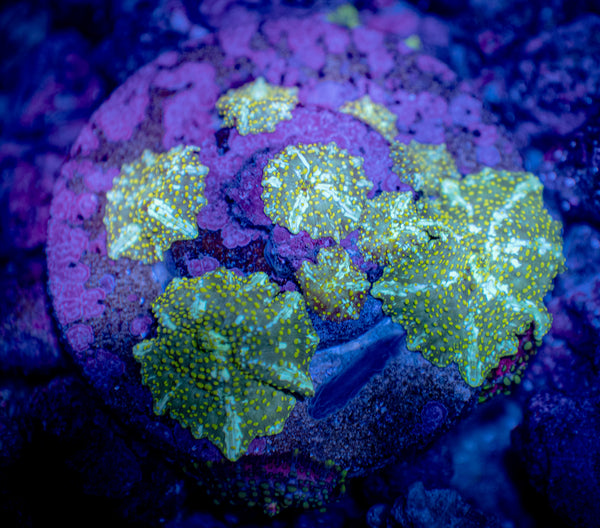 Yellow Spore Disco Mushroom SINGLE POLYP