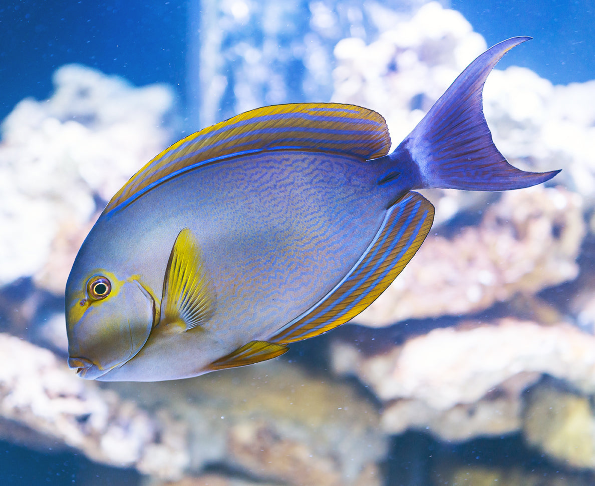 Yellowfin Tang