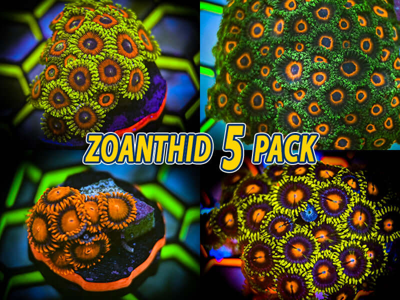 Zoanthid Coral FIVE Pack