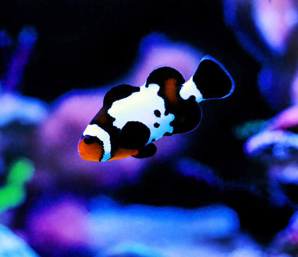 Reef Chasers | Buy Marine Fish | Captive Bred Black Phantom Clownfish