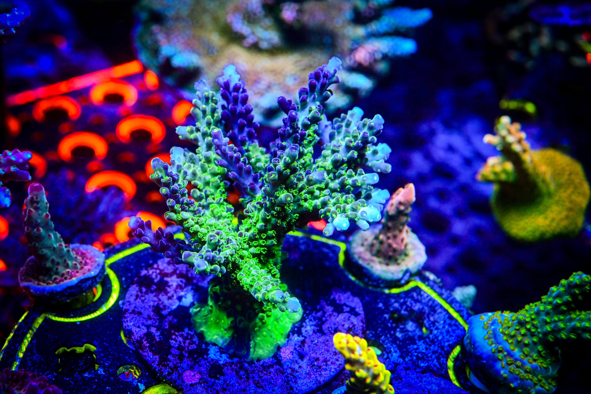 TGC Grafted Boogeyman Acropora Frag