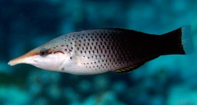 Bird Wrasse (Female) Quarantined