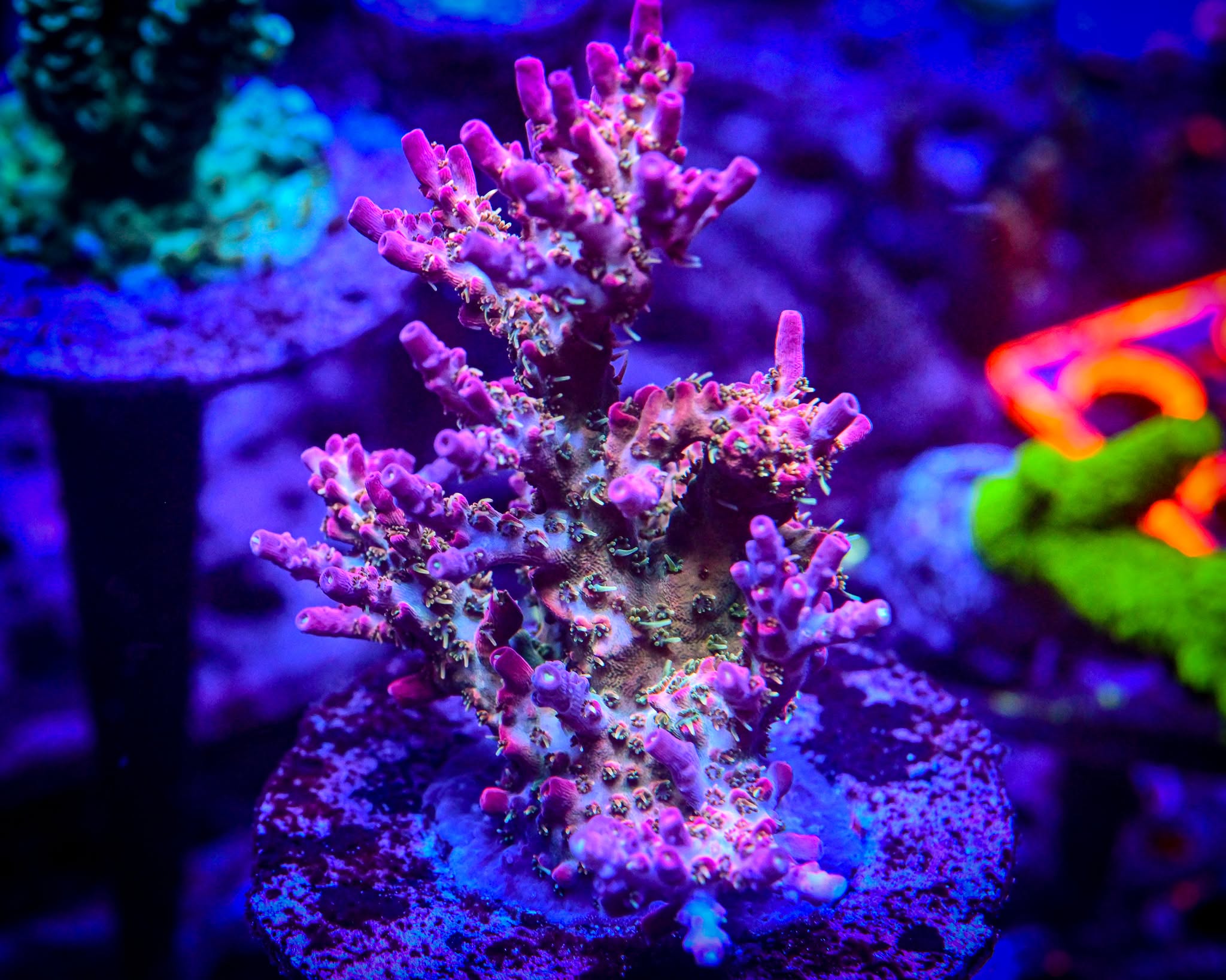 POTO Kingdom Hearts Acropora