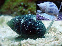 XL Nassarius Sand Snail